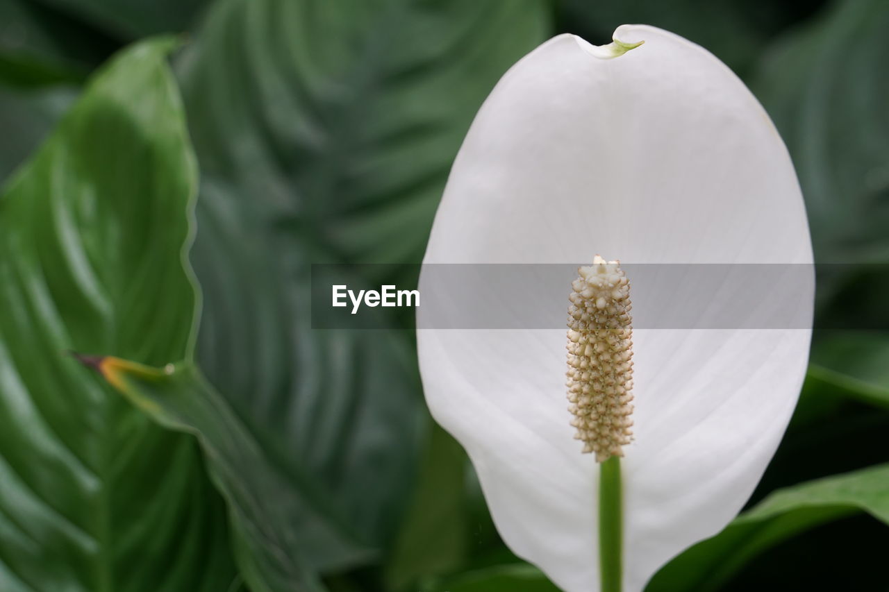 Close-up of peace lily outdoors