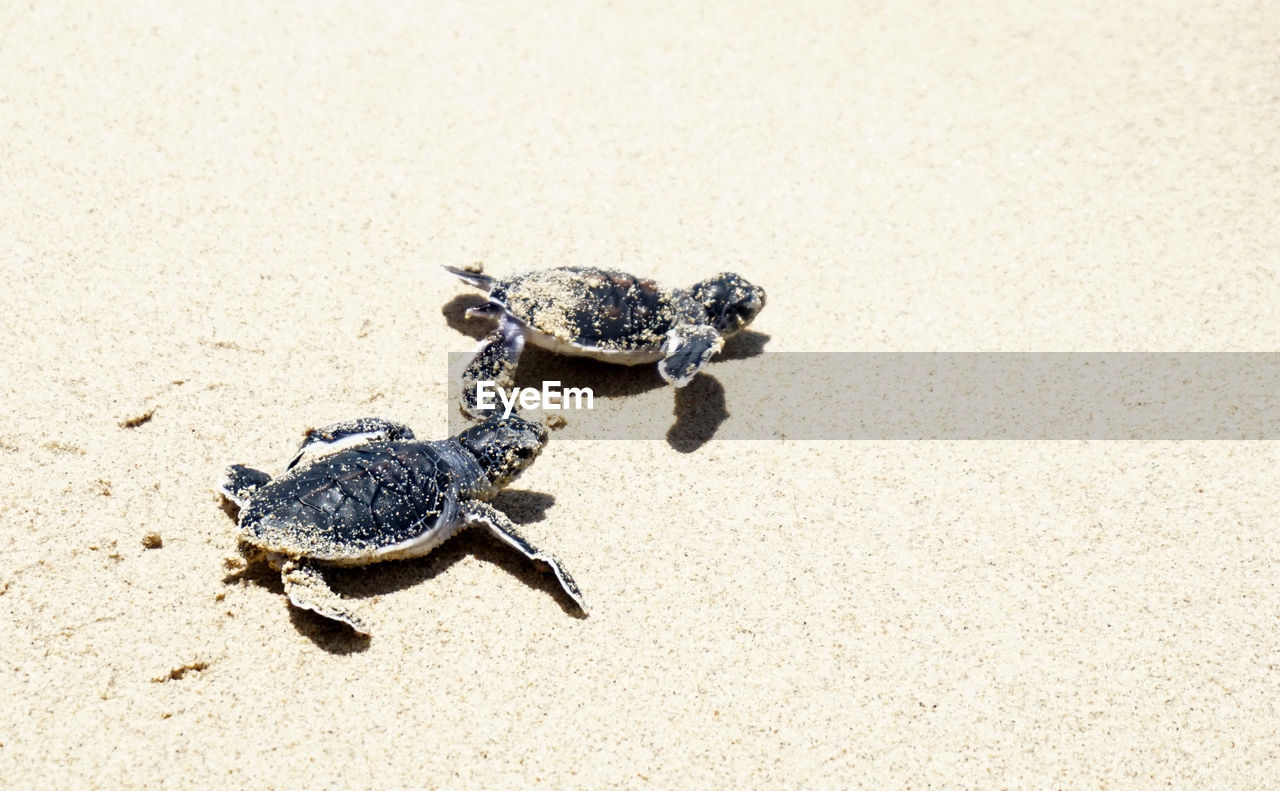 animal themes, animal, animal wildlife, wildlife, turtle, sea turtle, one animal, reptile, sand, land, nature, beach, no people, high angle view, day, outdoors, close-up, sunlight, sea