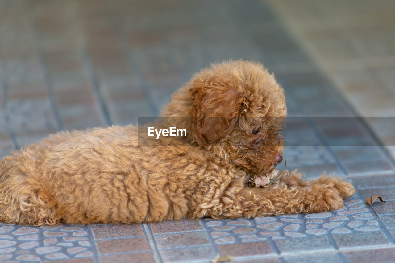 DOG SITTING ON FLOOR