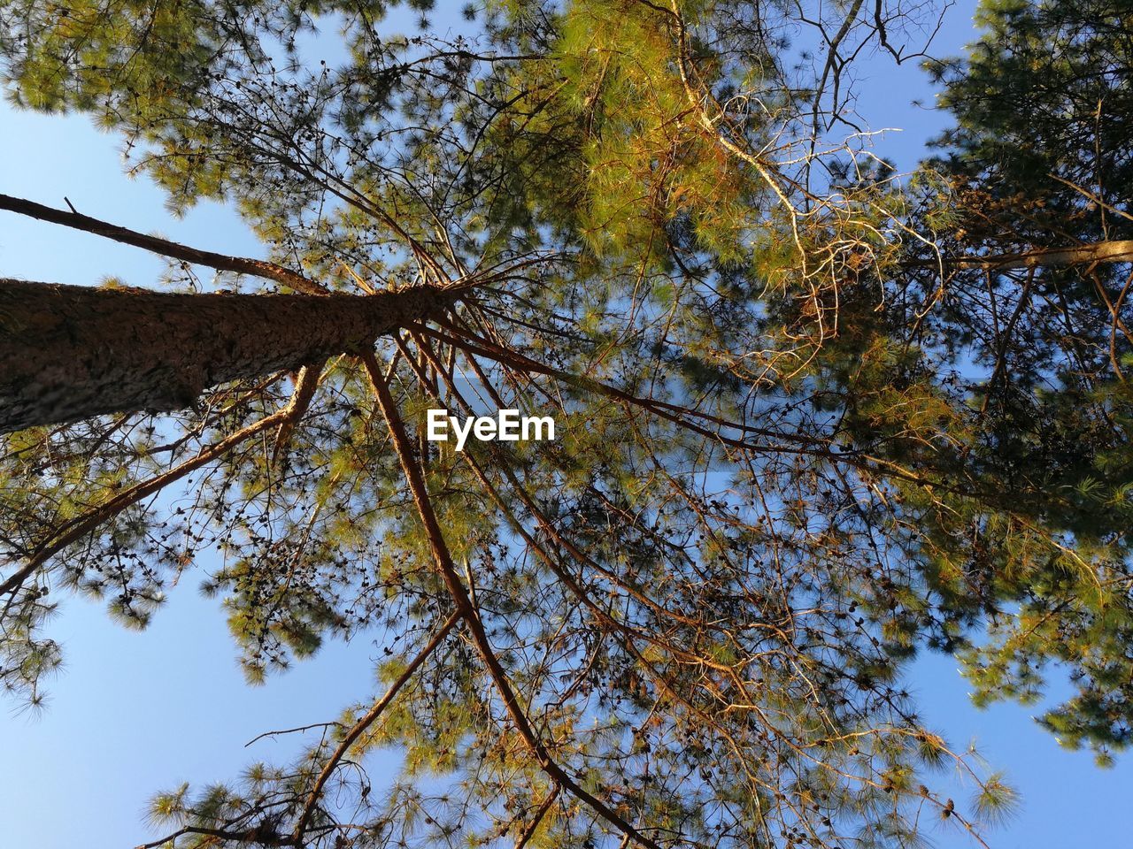 LOW ANGLE VIEW OF TREES DURING AUTUMN