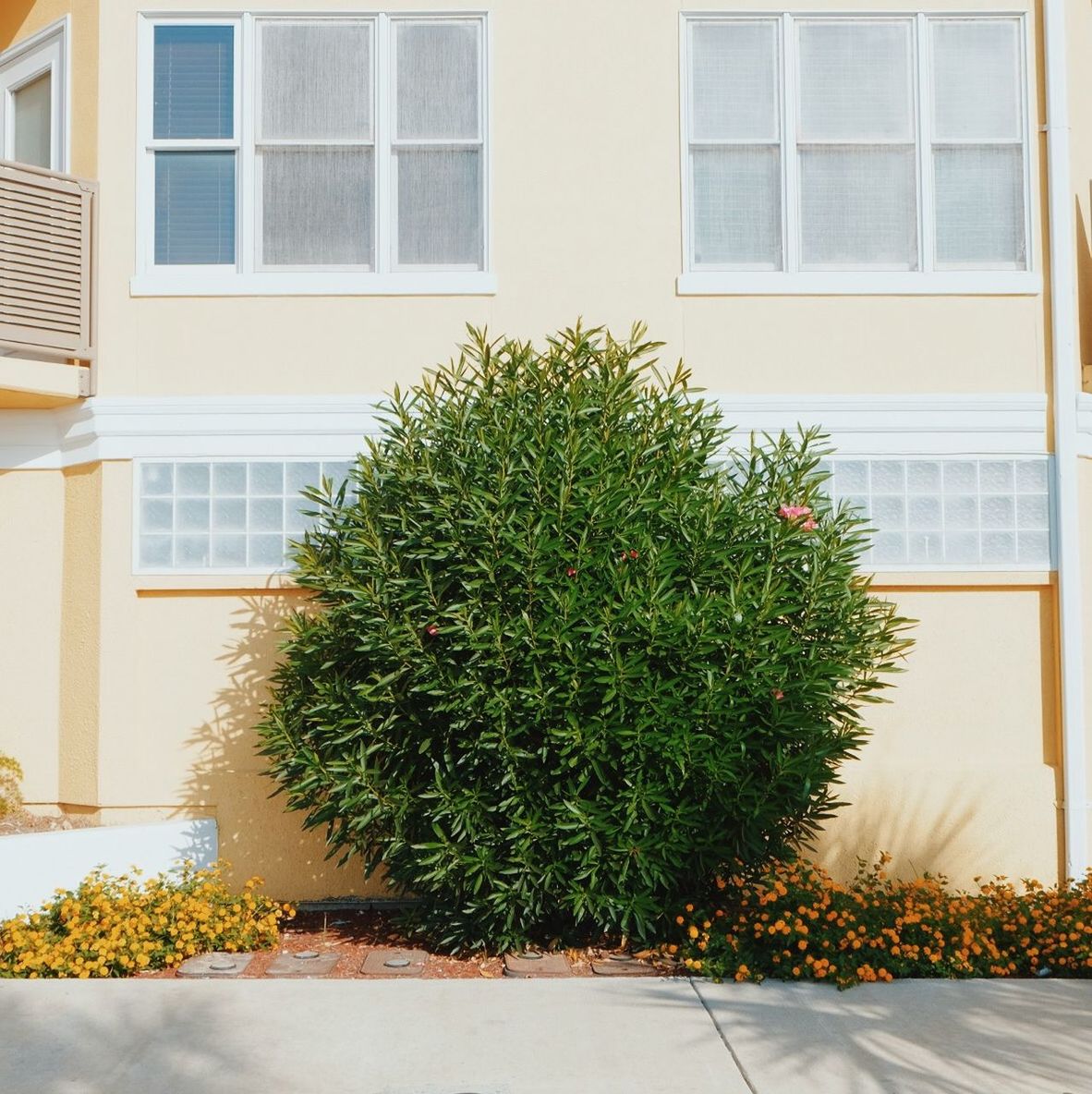 Plant growing by building