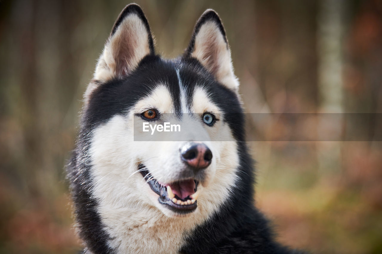 close-up portrait of a dog