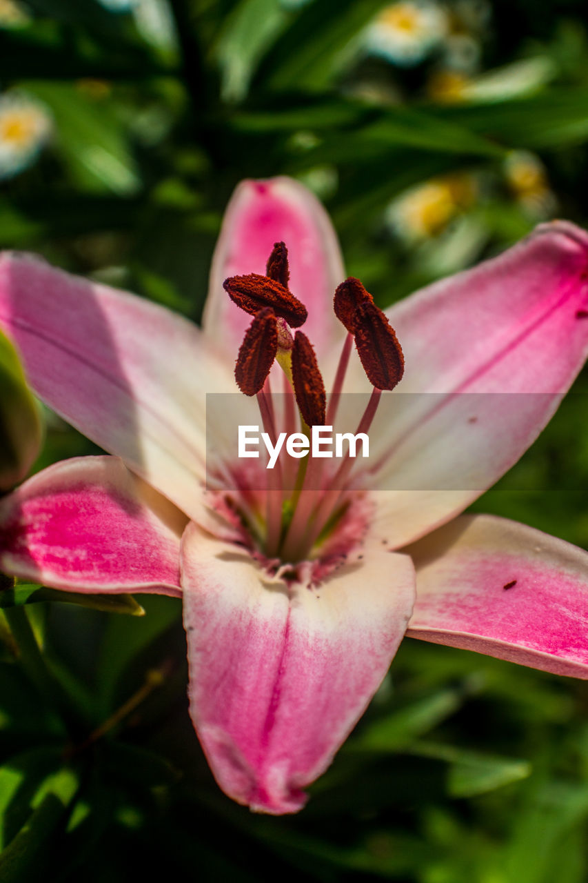 Close-up of pink lily blooming outdoors