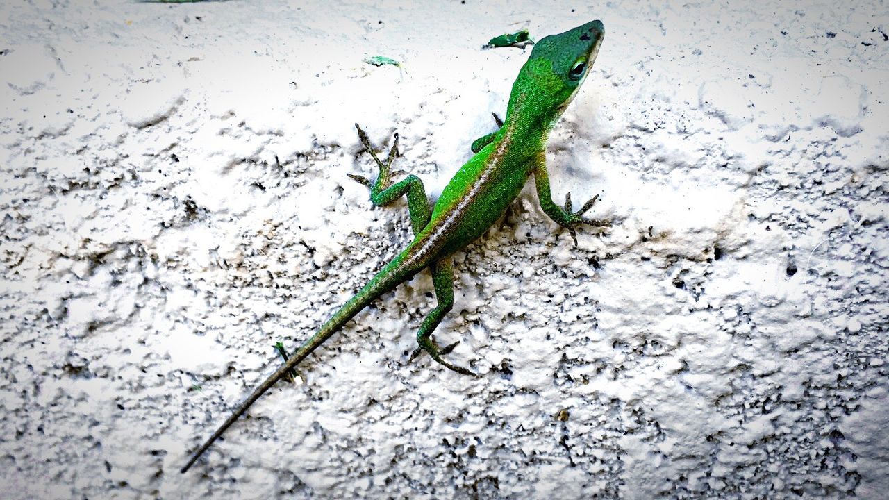 GREEN LIZARD