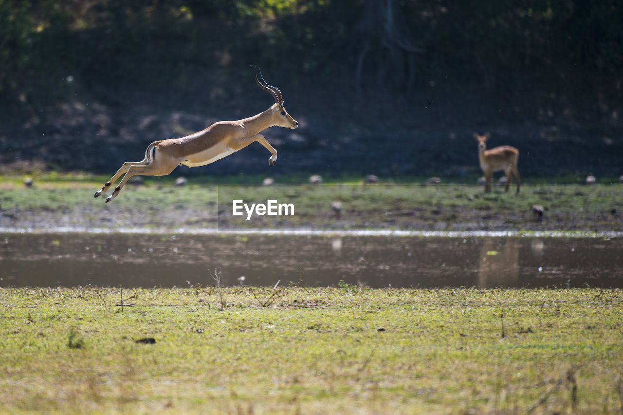 Animal jumping on field