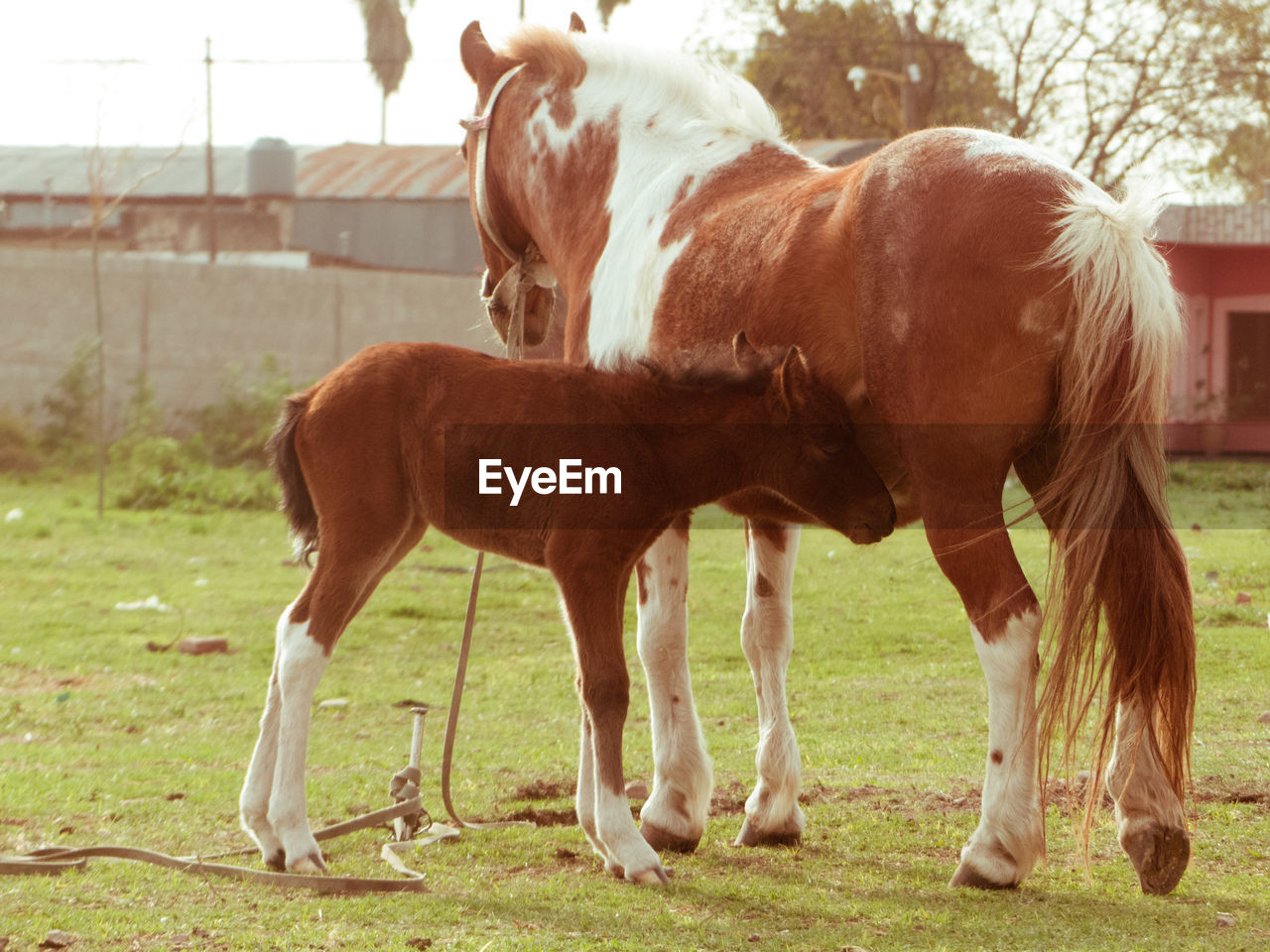 Mare and foal in field