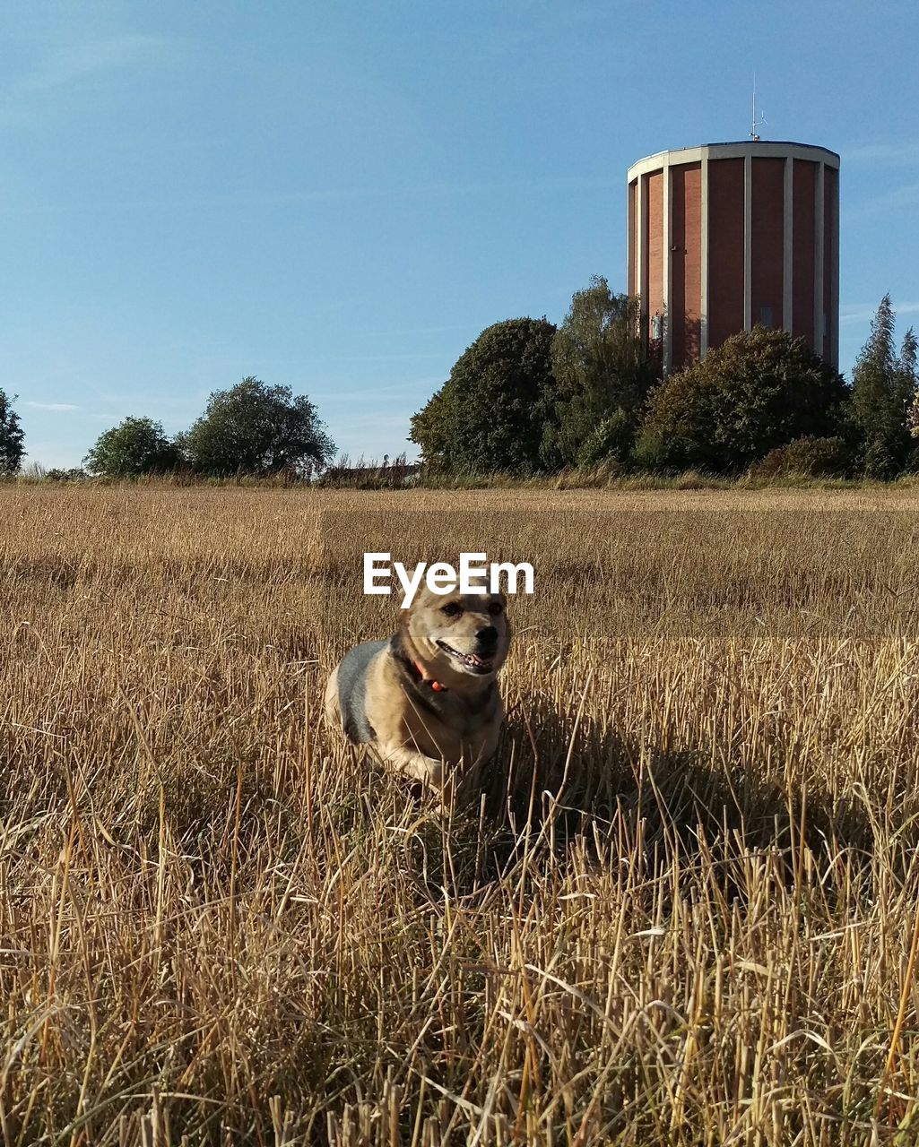 Dog on field against clear sky