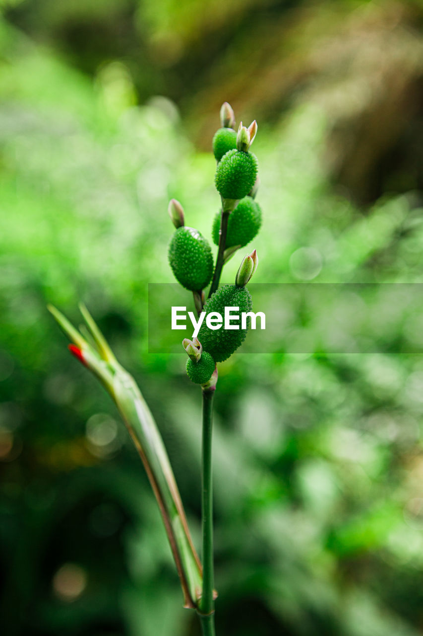 Close-up of buds on plant