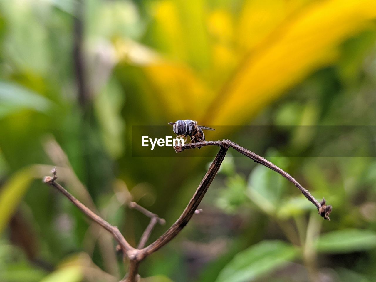 Close-up of insect on plant