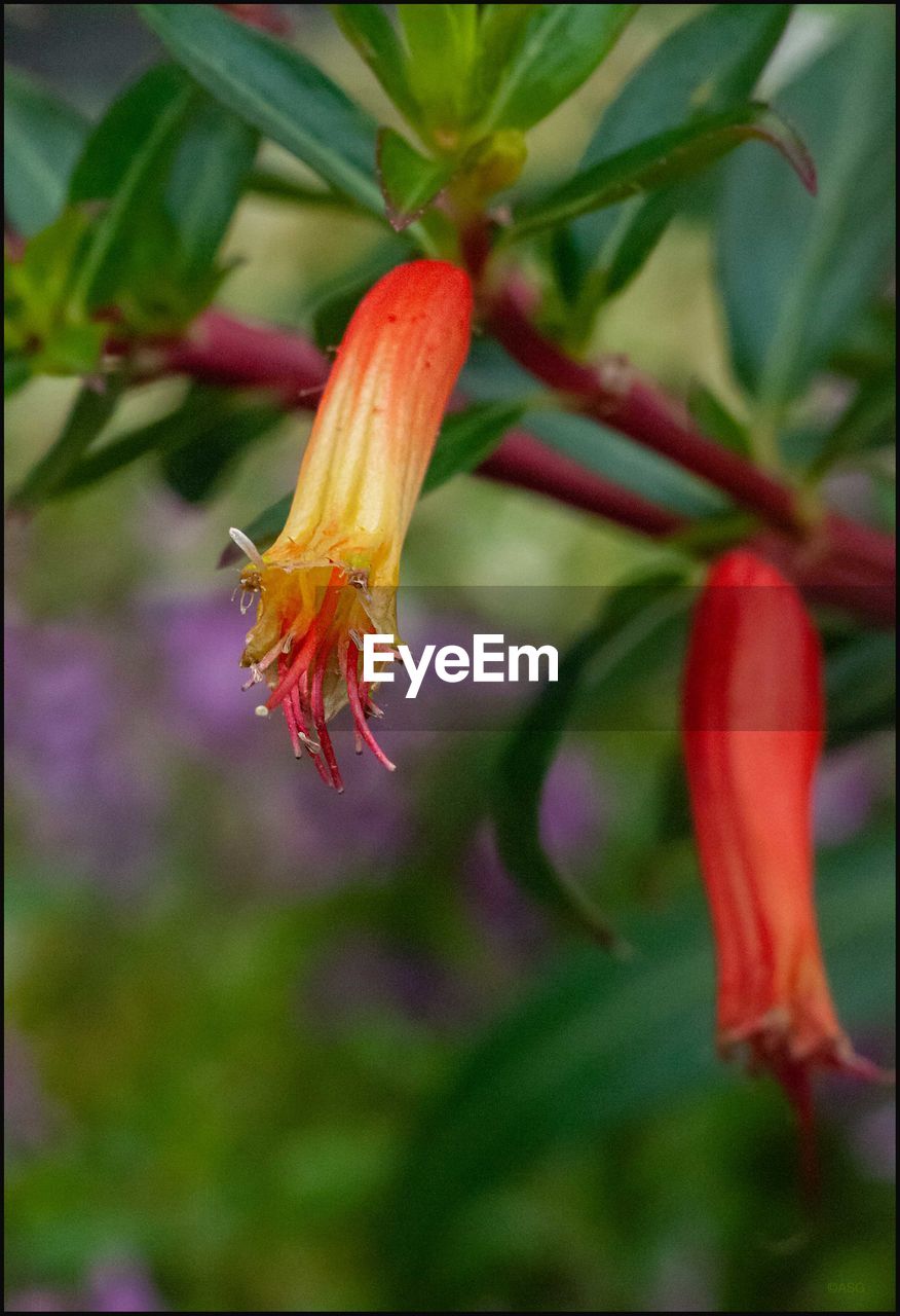 CLOSE-UP OF ORANGE FLOWER ON LEAF