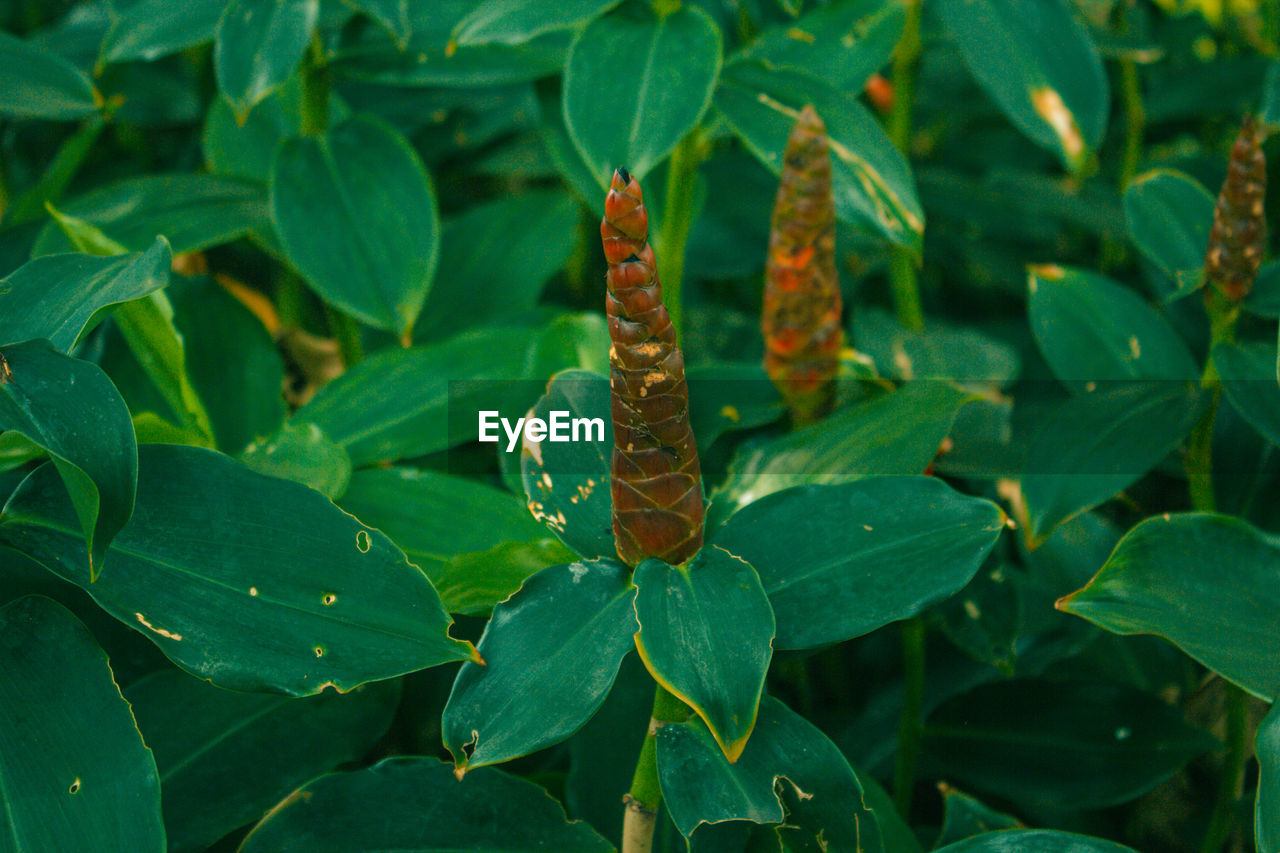 HIGH ANGLE VIEW OF INSECT ON PLANT