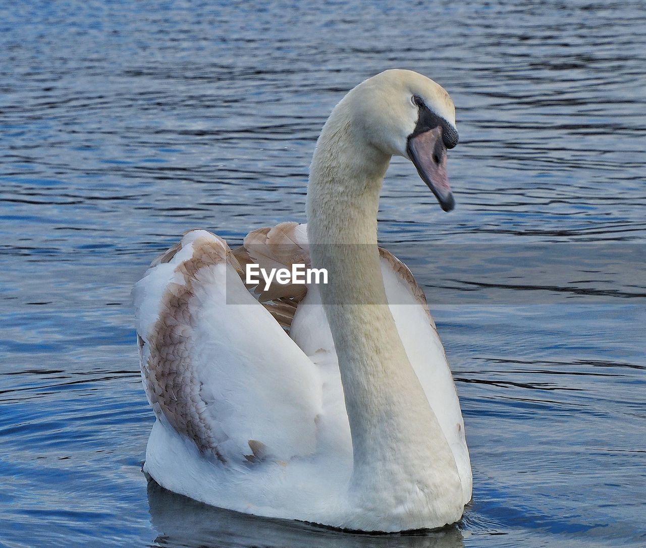 animal themes, animal, wildlife, animal wildlife, swan, water, bird, ducks, geese and swans, one animal, beak, lake, swimming, nature, water bird, mute swan, no people, day, white, zoology, beauty in nature, outdoors, animal body part