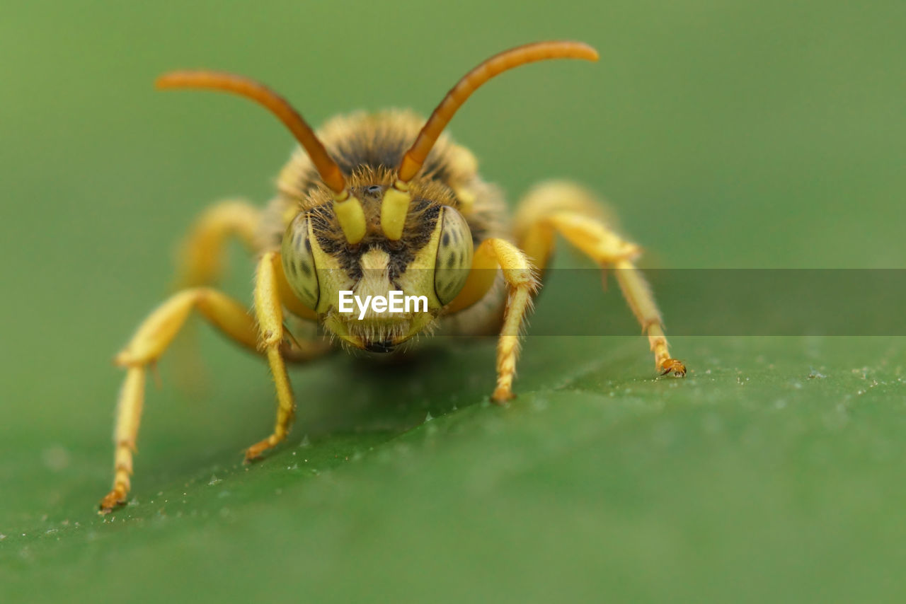 Detailed closeup on a male lathbury's cuckoo nomad bee, nomada lathburiana sitting on a green leaf