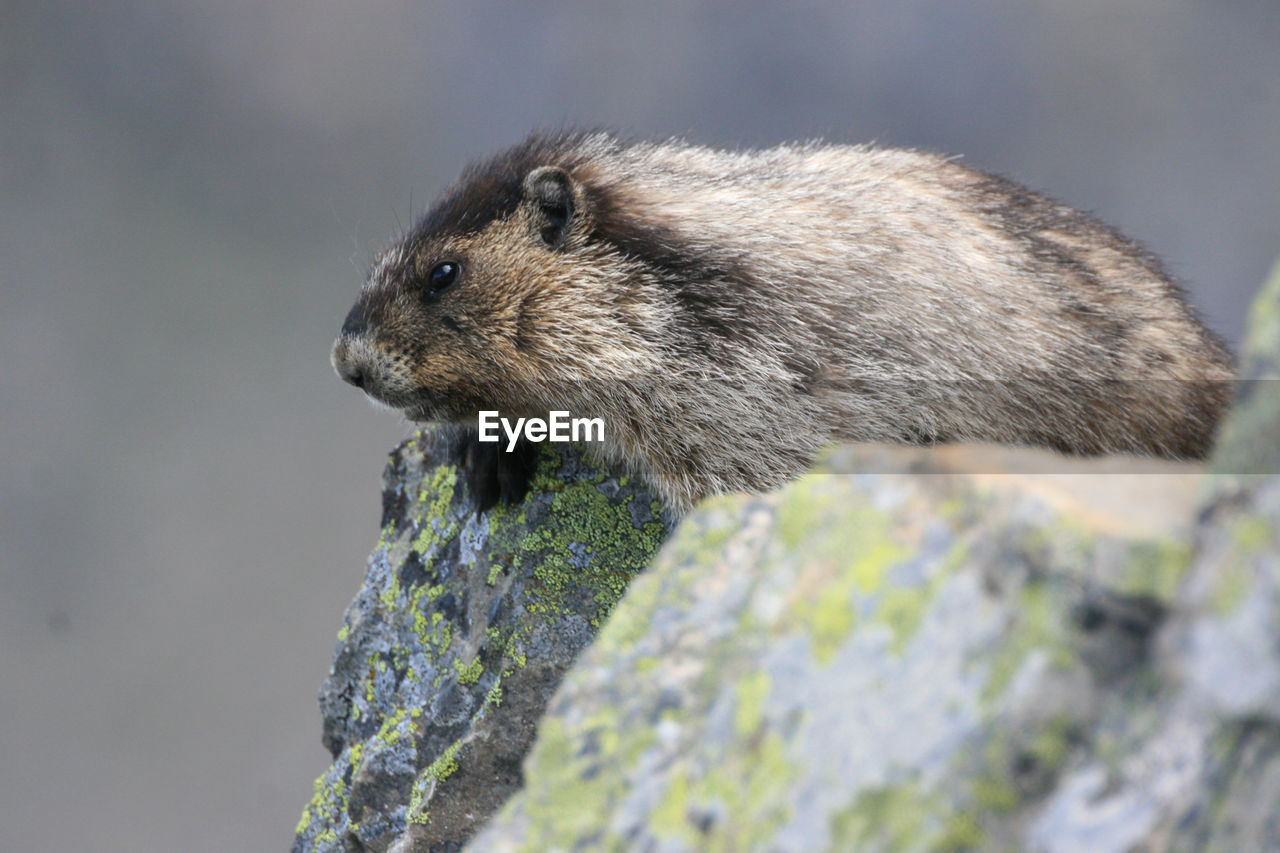 Close-up of animal on rock