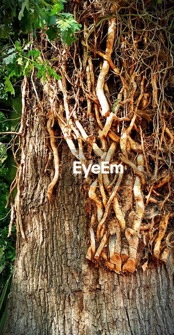 CLOSE-UP OF TREE TRUNKS