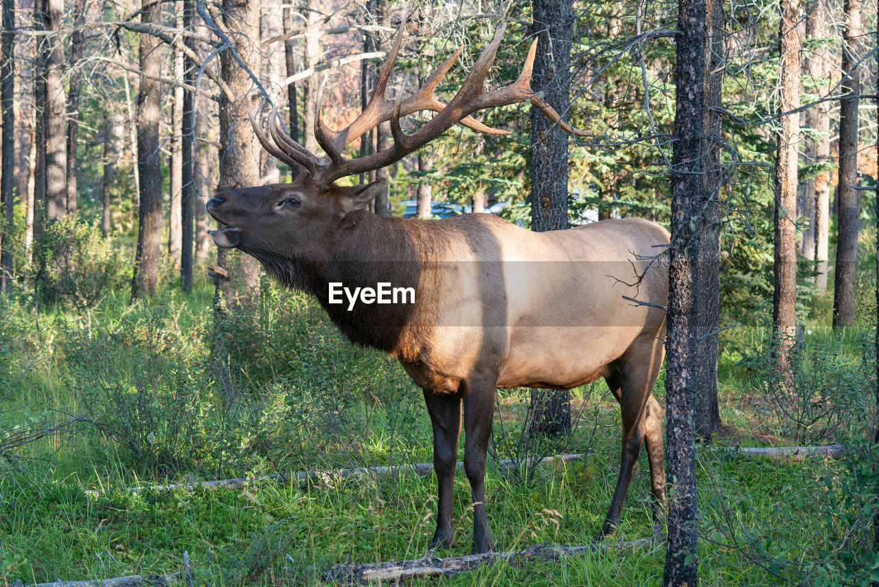 Moose, alces alces, jasper national park, alberta, canada