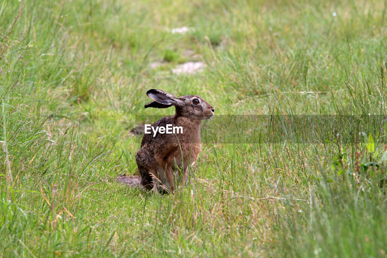 SQUIRREL ON GRASS FIELD