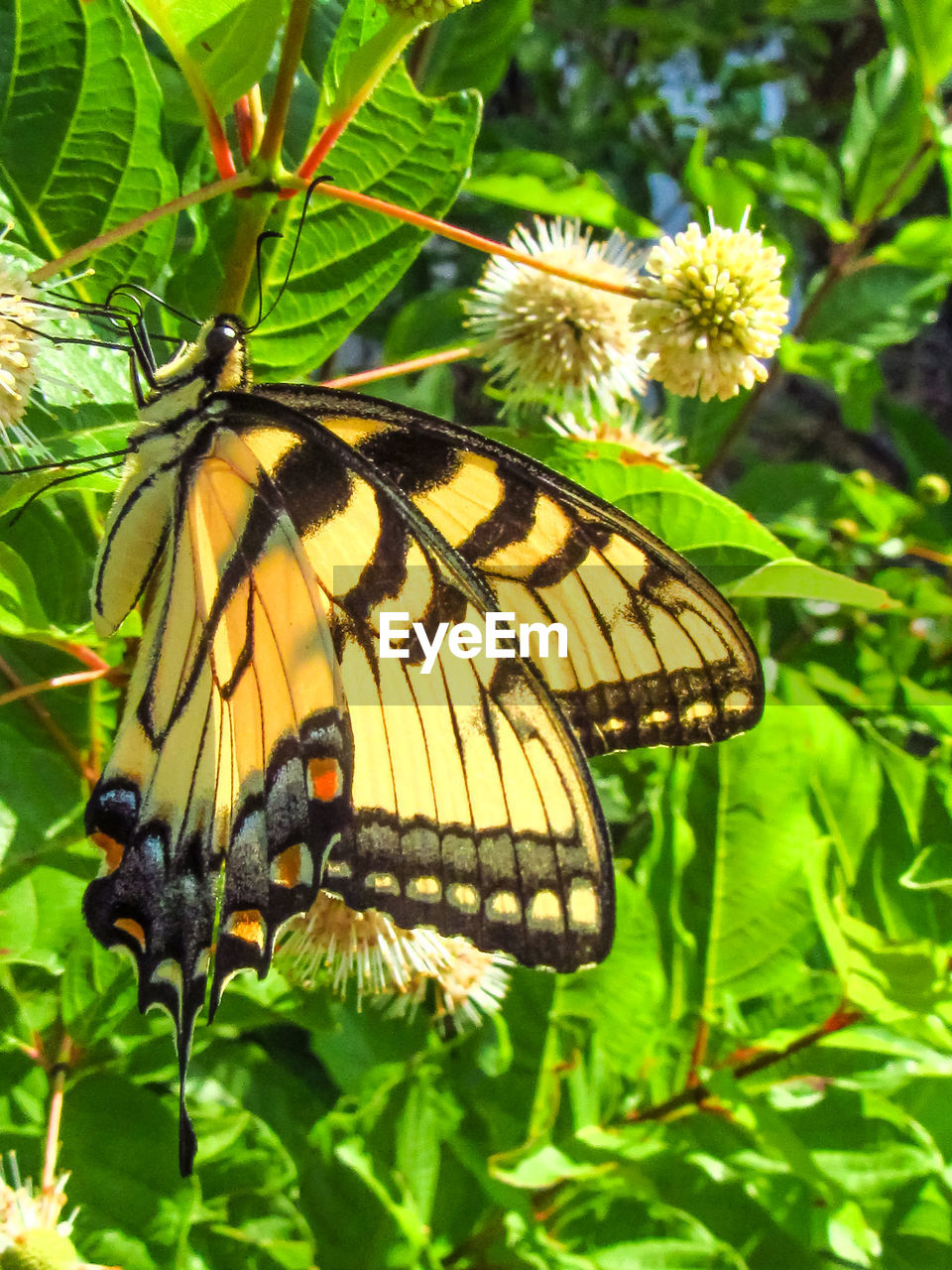 CLOSE-UP OF BUTTERFLY ON FLOWER PLANT