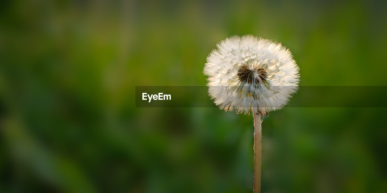 Blowball of a dandelion with bokeh close-up
