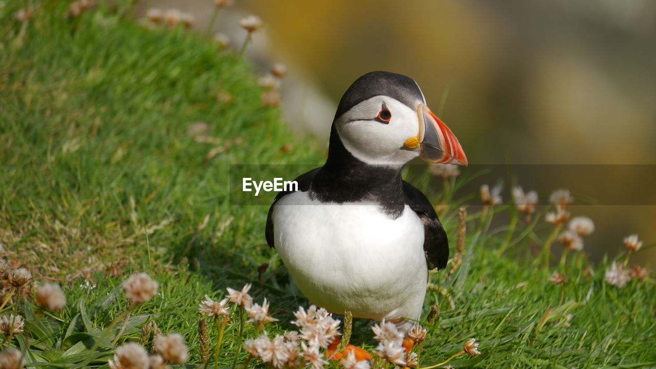 Close-up of colorful lovely puffin on grass