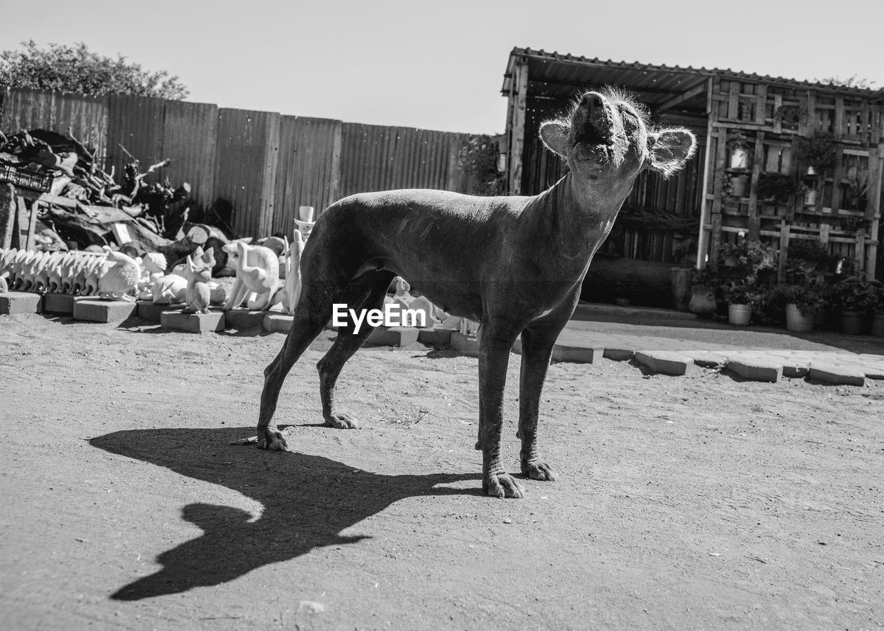 Close-up of barking dog