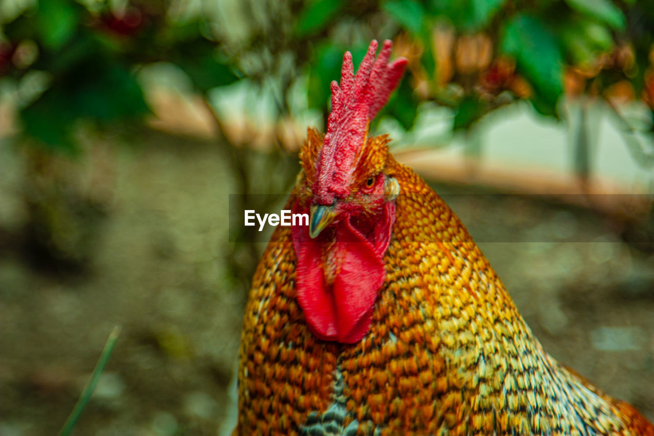 CLOSE-UP OF A ROOSTER