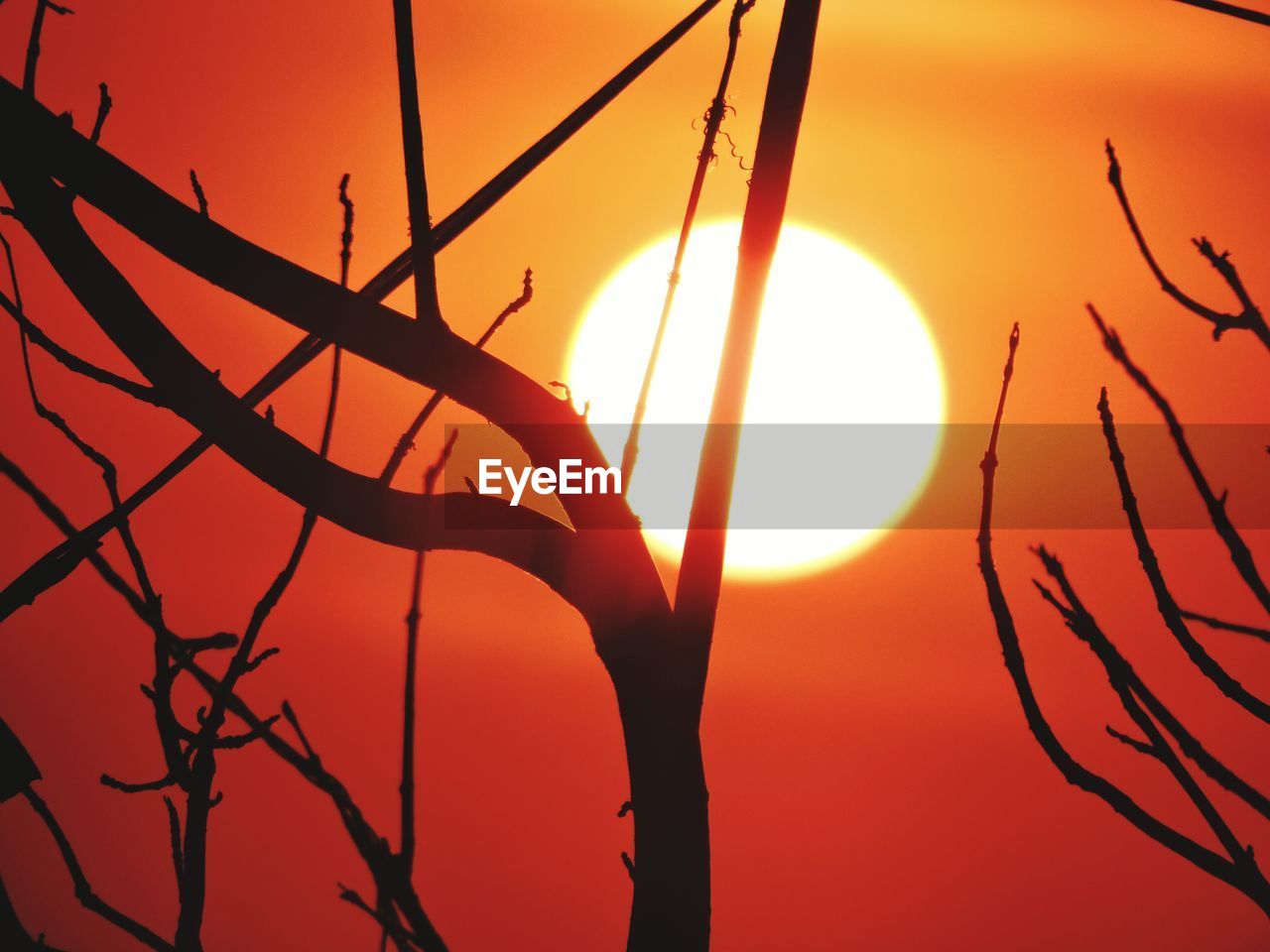 LOW ANGLE VIEW OF SILHOUETTE BARE TREE AGAINST ORANGE SKY