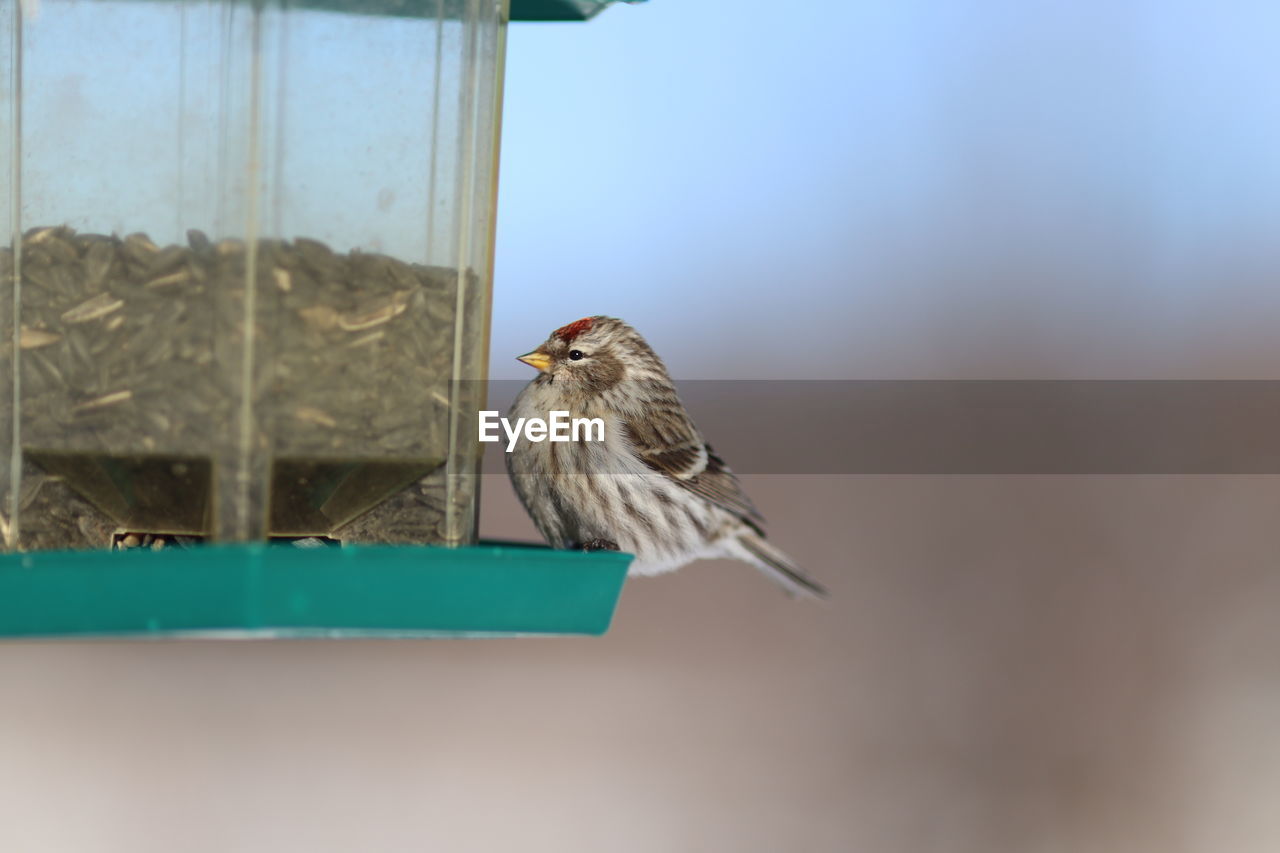 Bird perching on a feeder