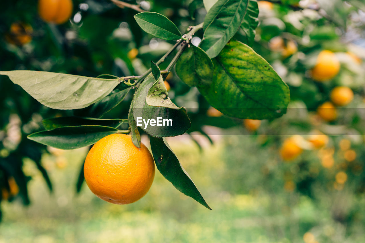 CLOSE-UP OF FRUIT ON TREE