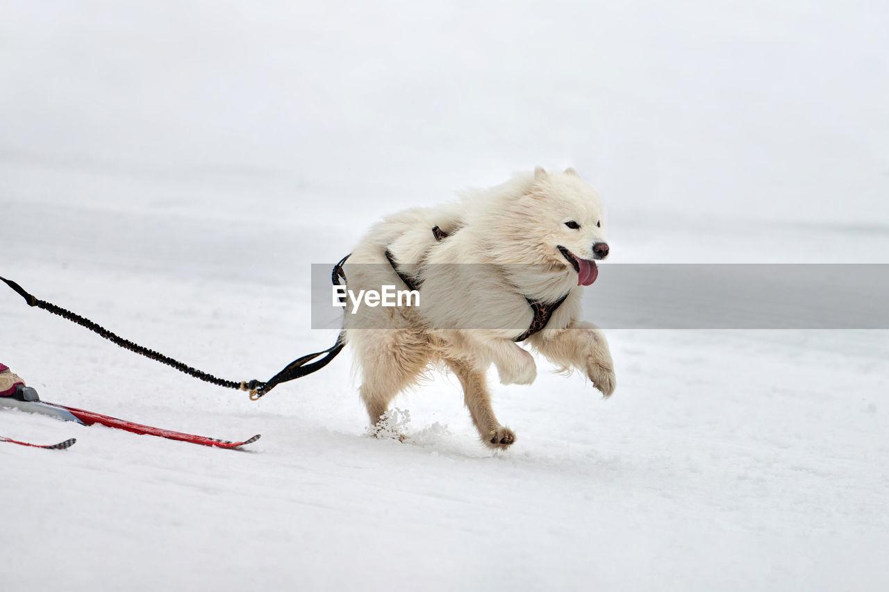 WHITE DOG RUNNING ON SNOW