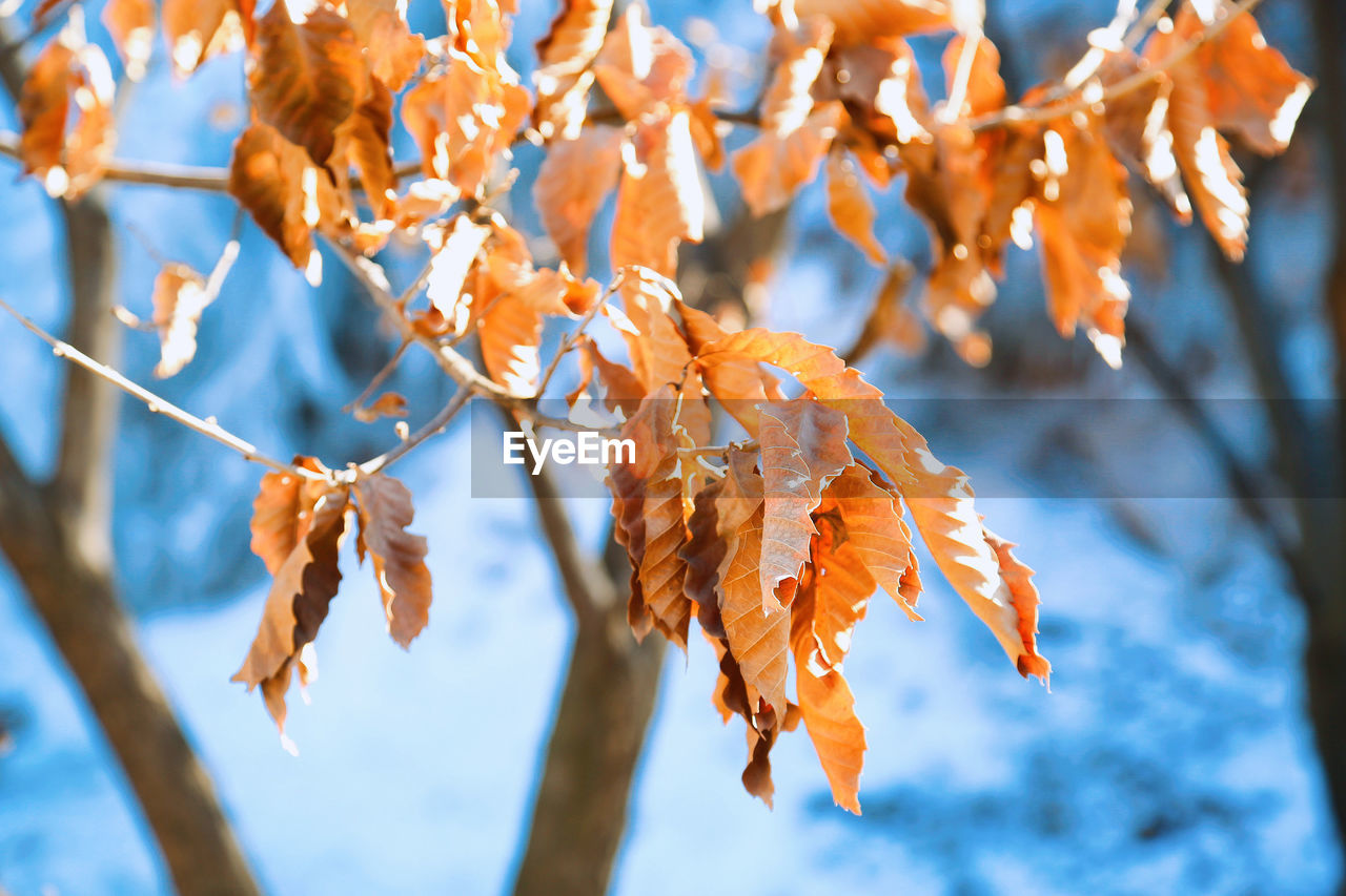 Low angle view of flower tree against sky