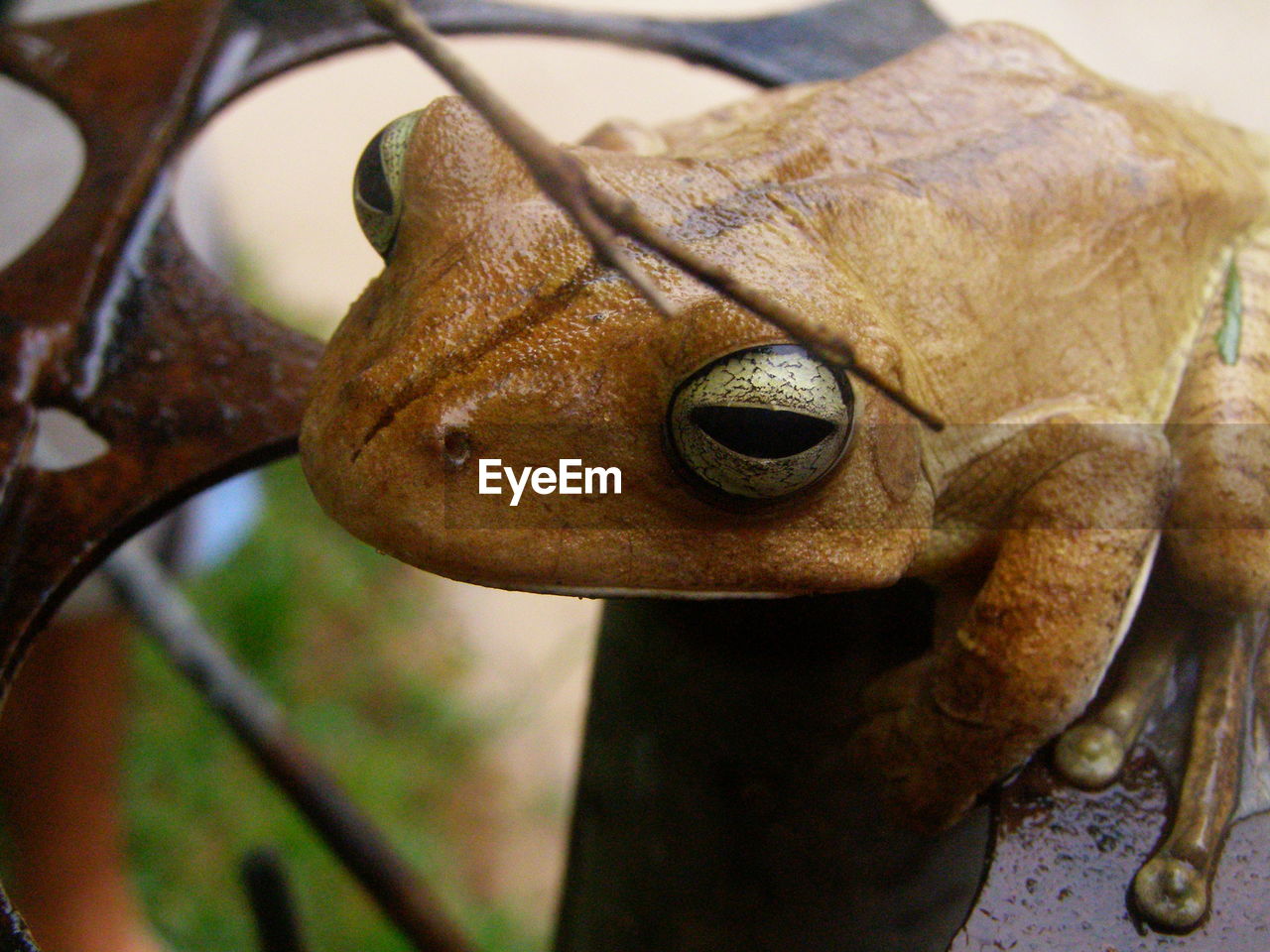 Close-up of brown frog on metal