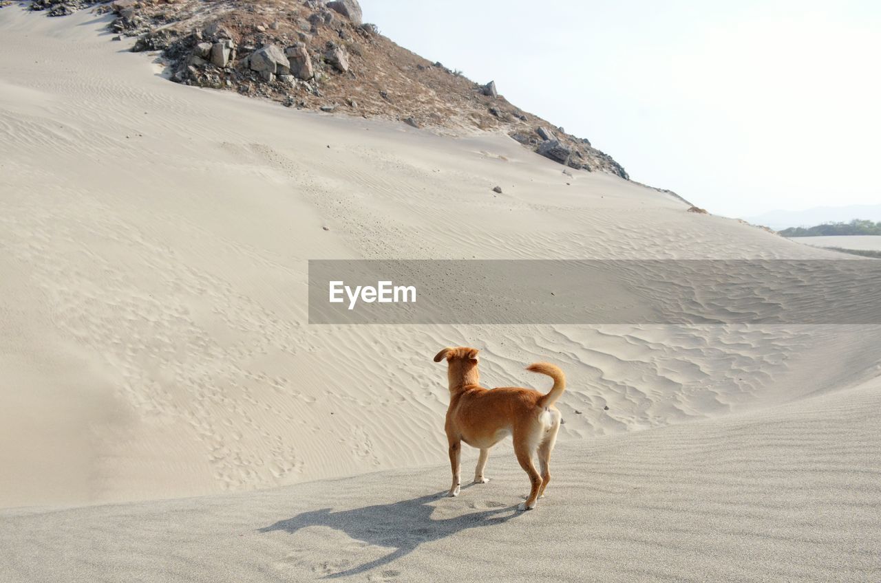 DOG ON SANDY BEACH