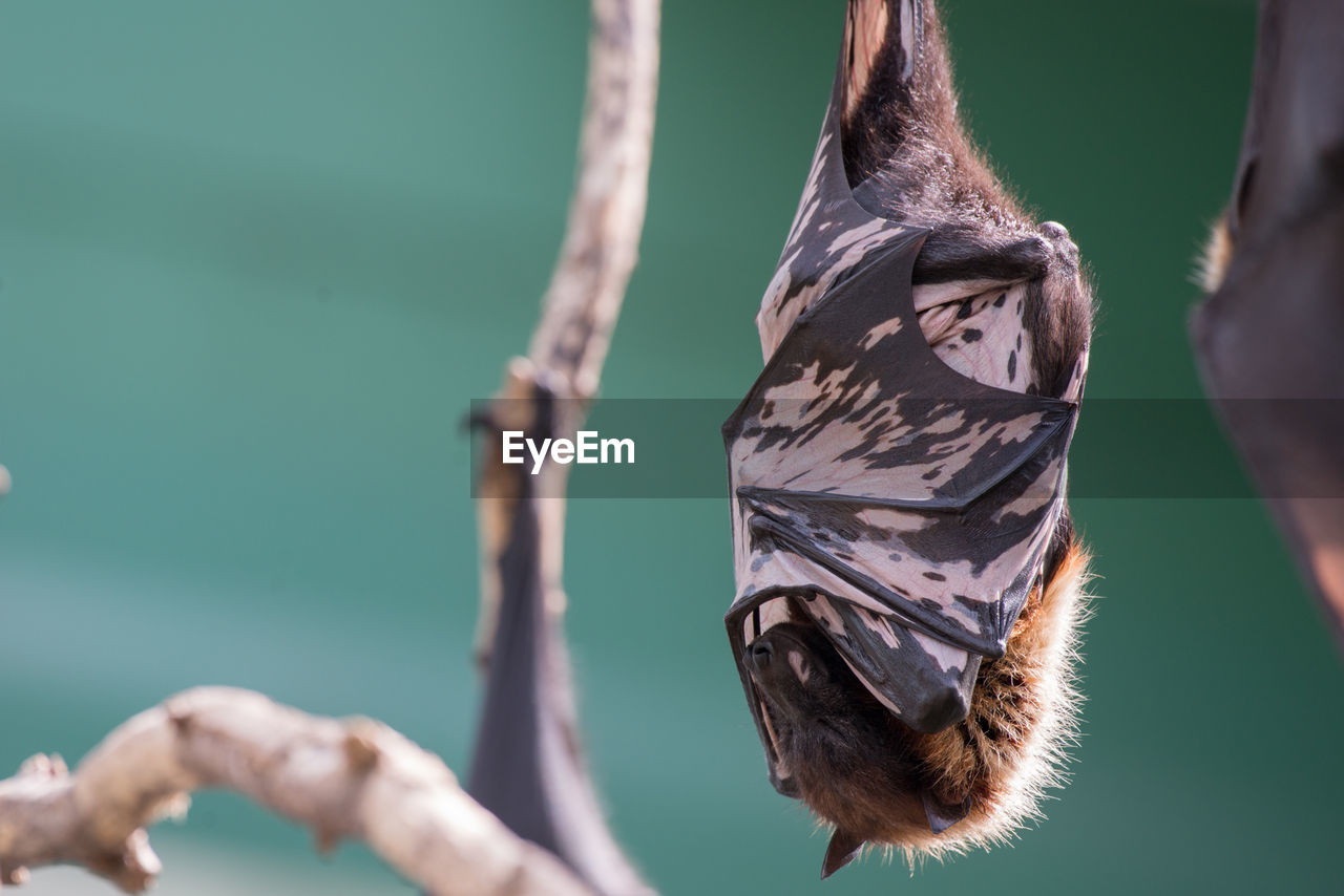 Flying foxes at outdoors