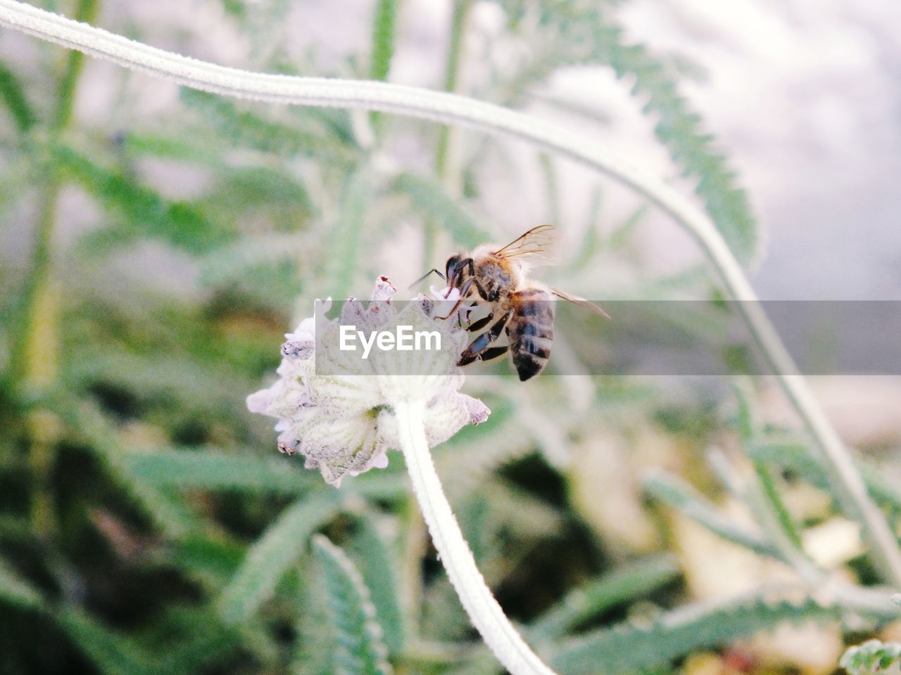 Close-up of bee on flower