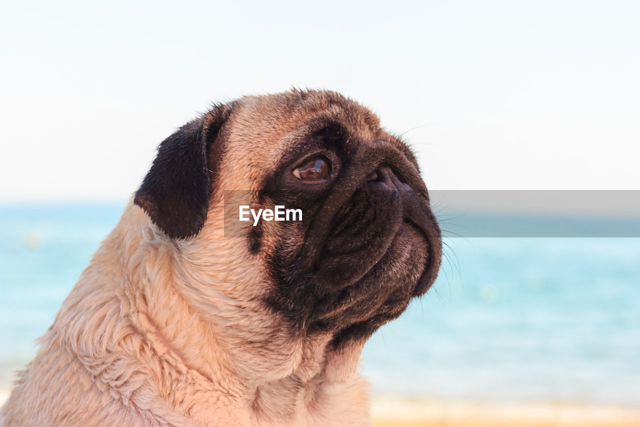 Sad pug dog sits on the beach and looks at the sea. pug relaxing and chilling out