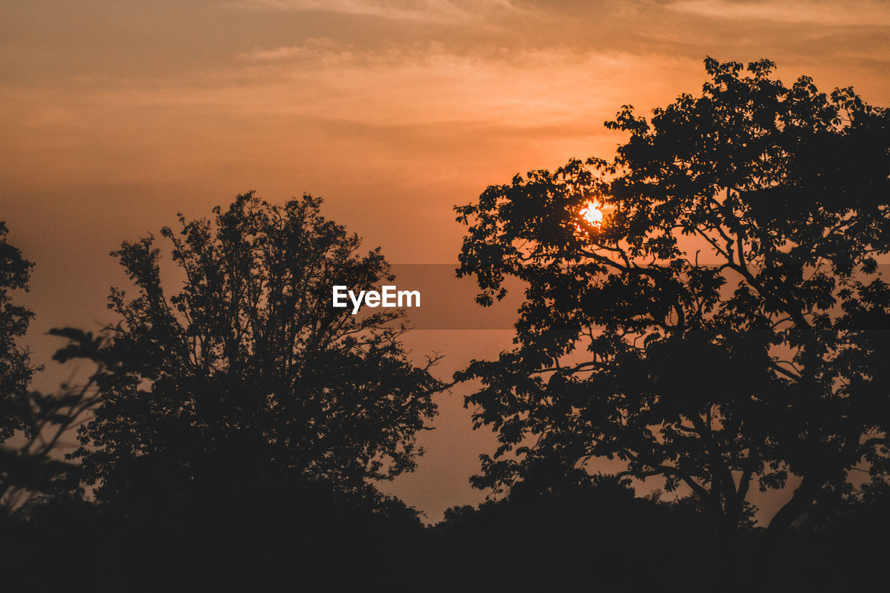 LOW ANGLE VIEW OF SILHOUETTE TREES AGAINST ORANGE SKY