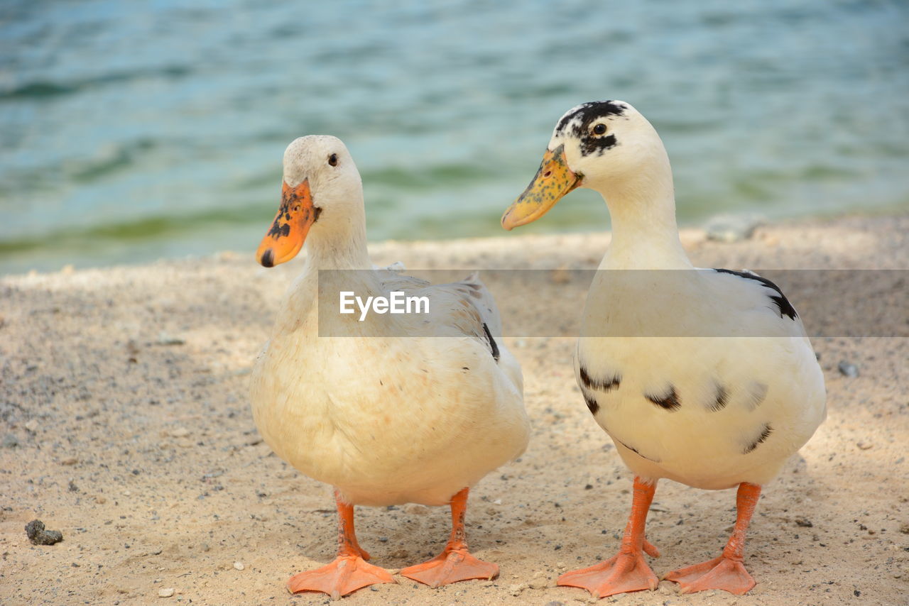 CLOSE-UP OF DUCKS ON SHORE