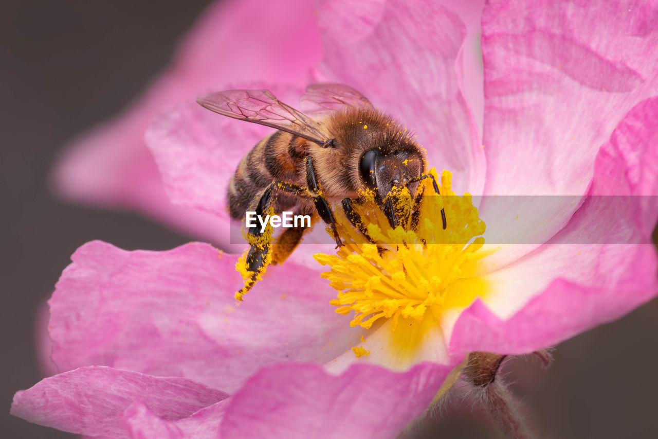 flower, flowering plant, beauty in nature, animal themes, animal, freshness, animal wildlife, petal, plant, bee, insect, fragility, close-up, honey bee, pollen, flower head, pink, macro photography, one animal, wildlife, nature, pollination, no people, growth, blossom, macro, inflorescence, yellow, outdoors, focus on foreground, magnification, full length, springtime