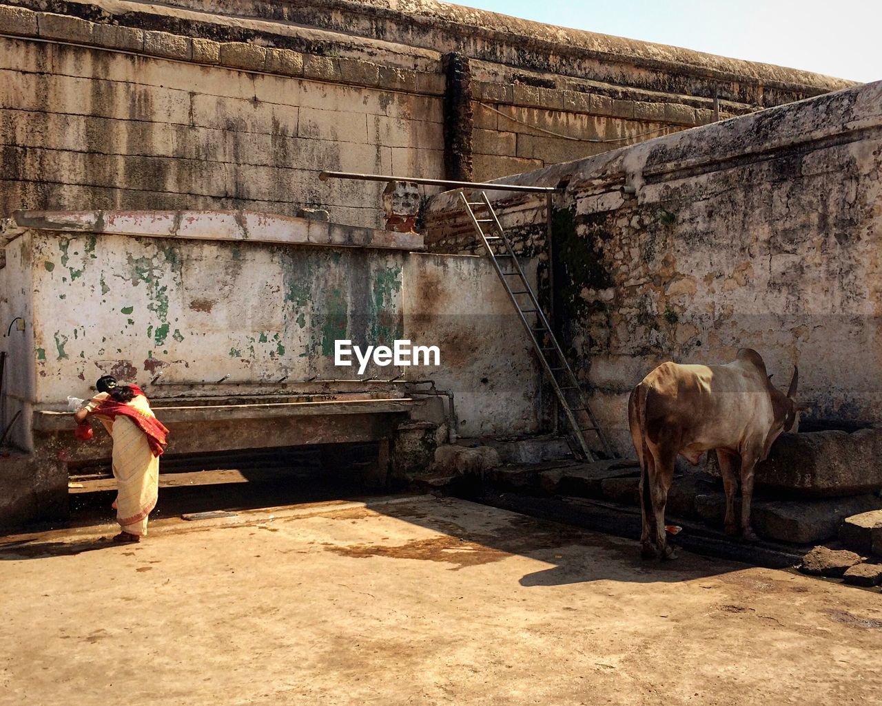Woman washing face while animal eating food against wall