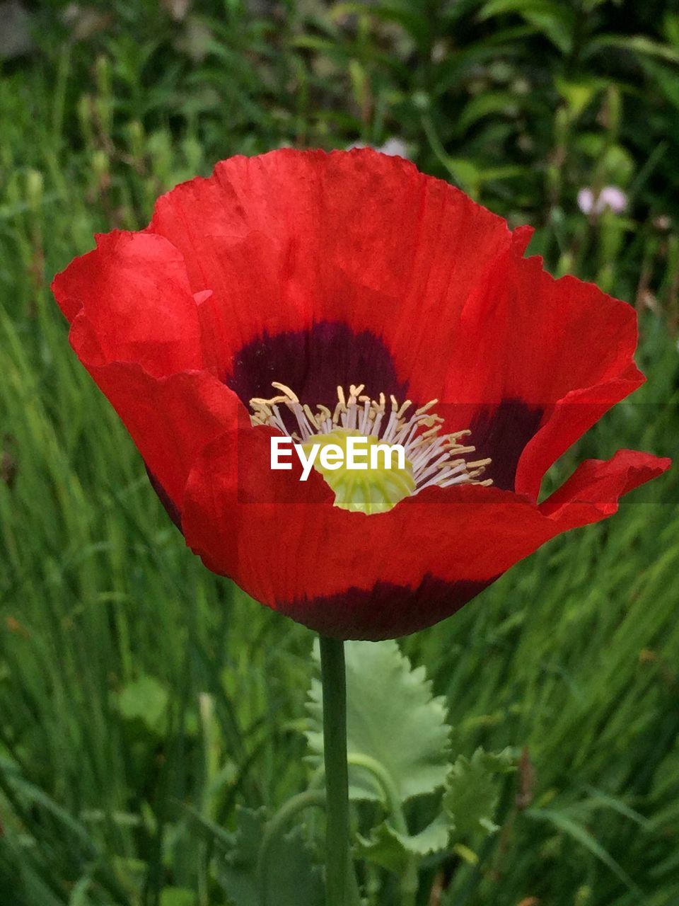 CLOSE-UP OF BEES ON RED FLOWER