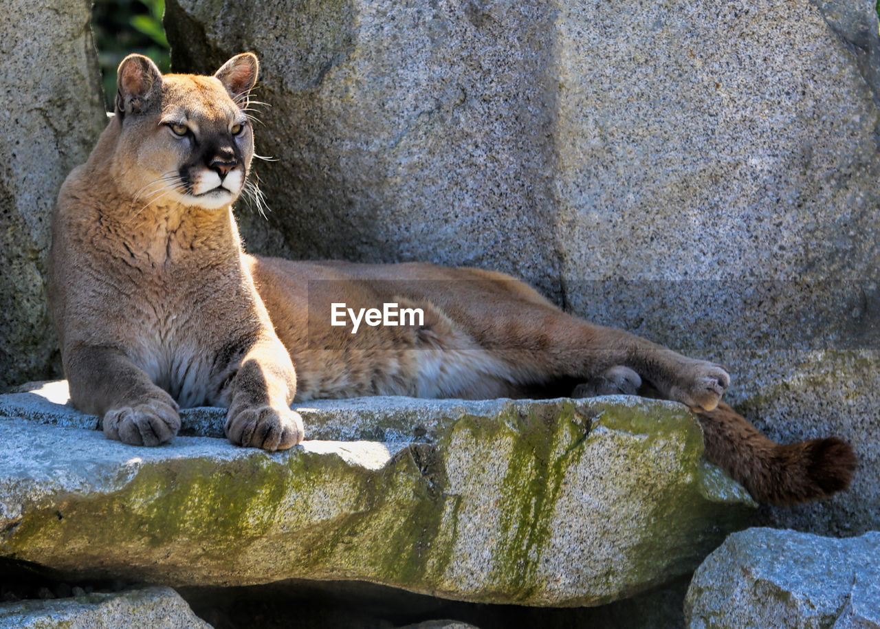 CAT SITTING ON ROCK