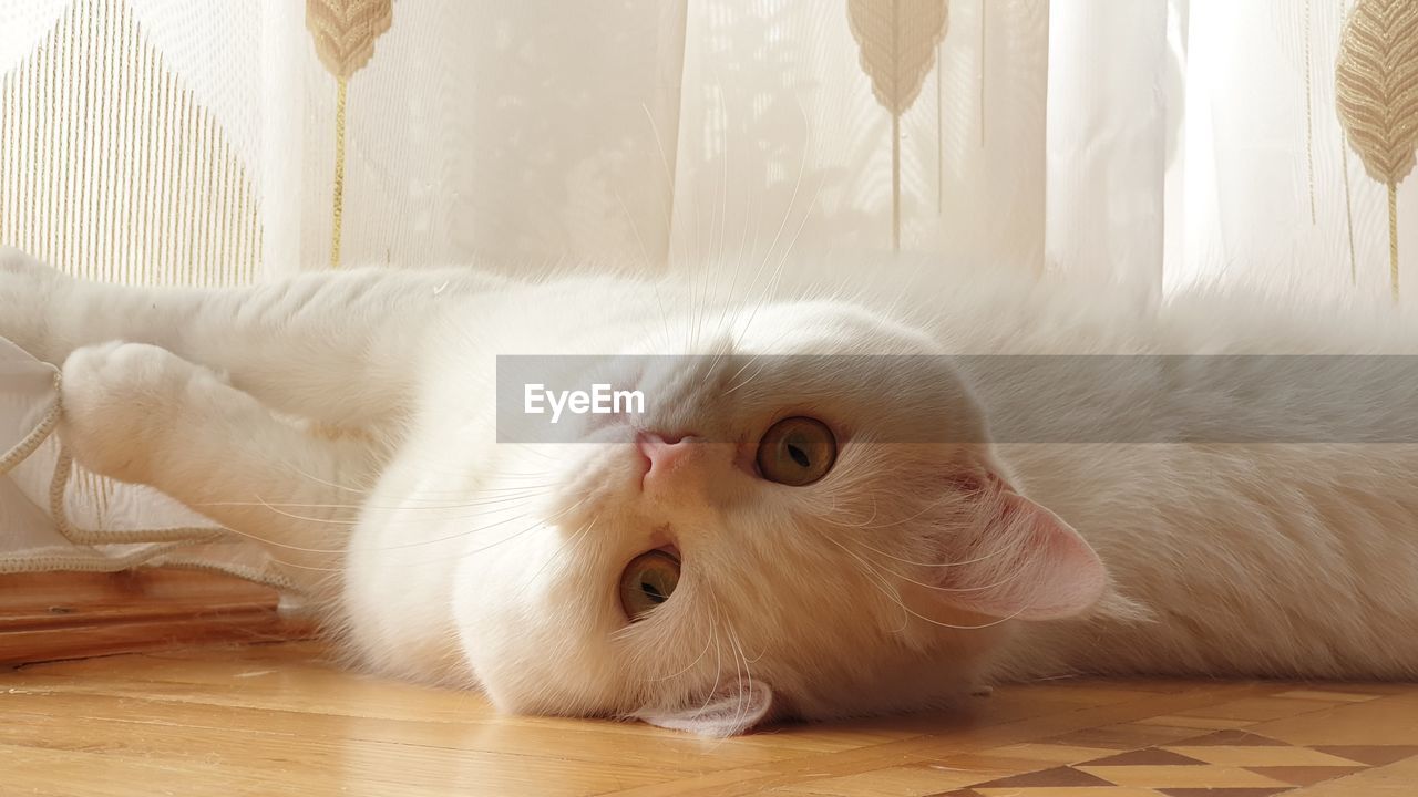 PORTRAIT OF WHITE CAT LYING DOWN ON FLOOR