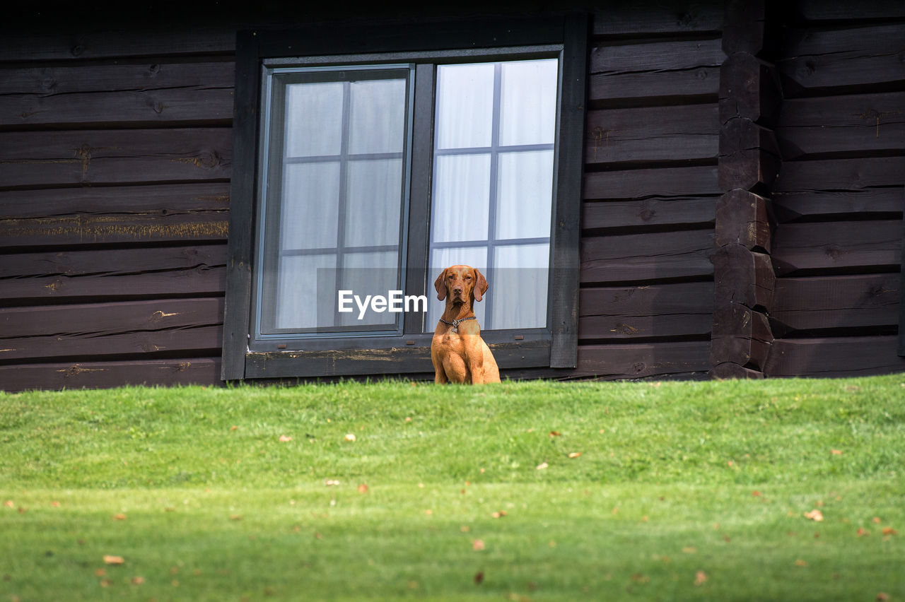 DOG SITTING ON WINDOW OF HOUSE