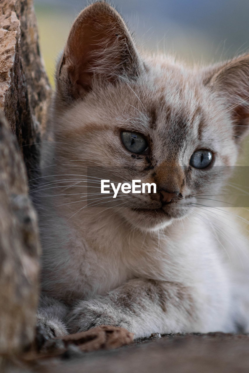 Close-up portrait of a cat