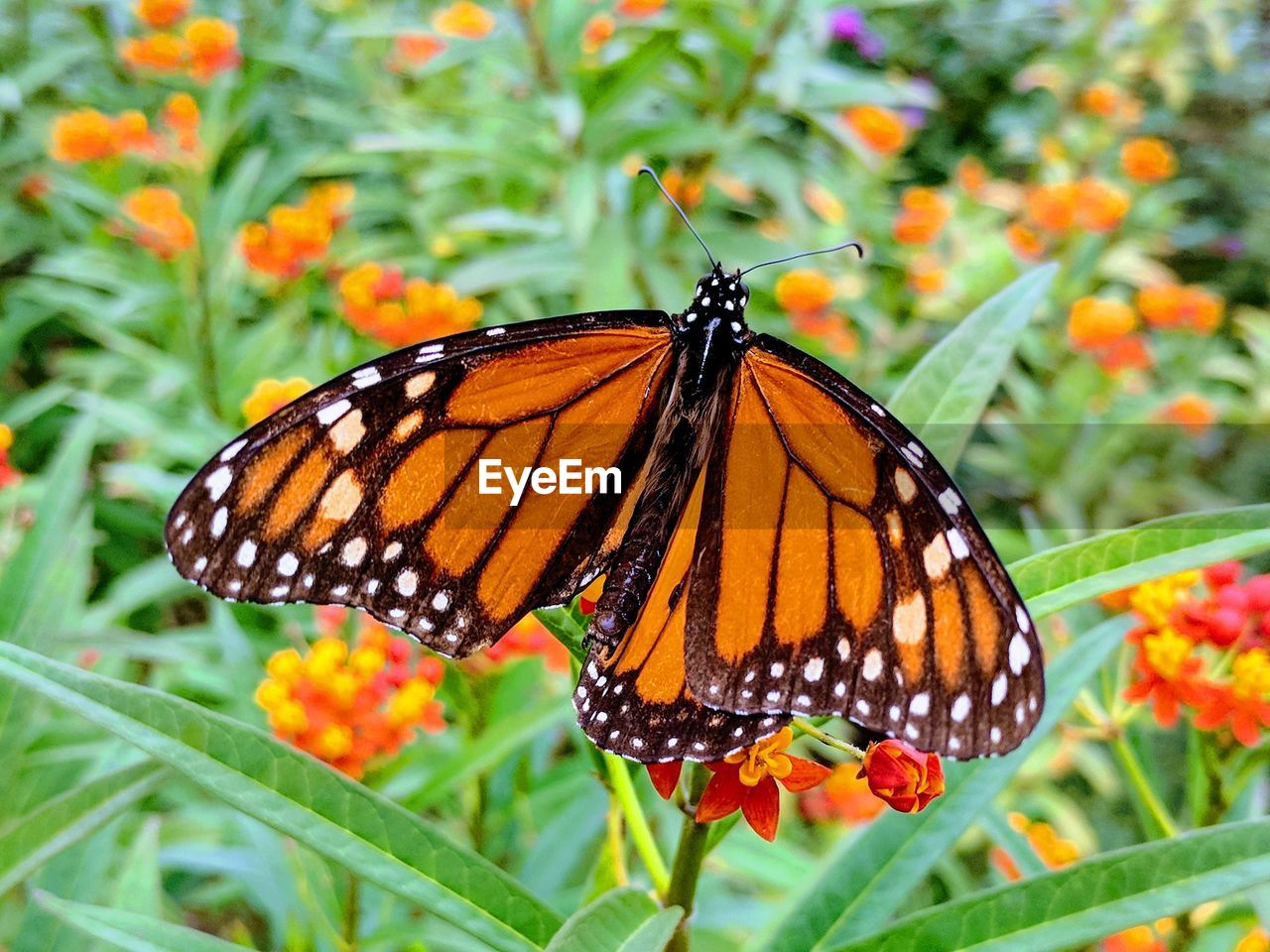 BUTTERFLY ON ORANGE FLOWER