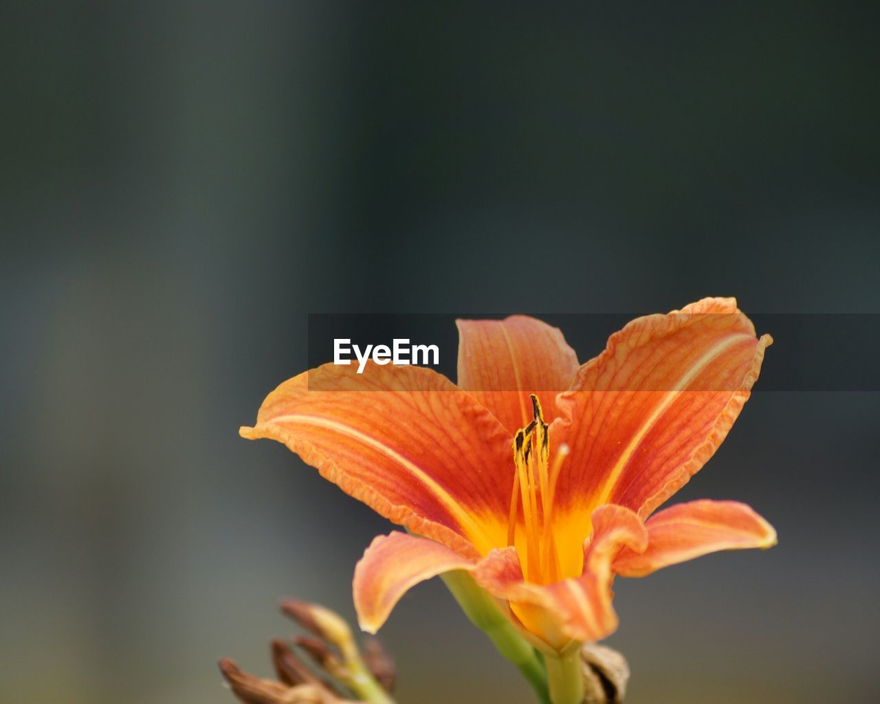 Close-up of day lily growing outdoors