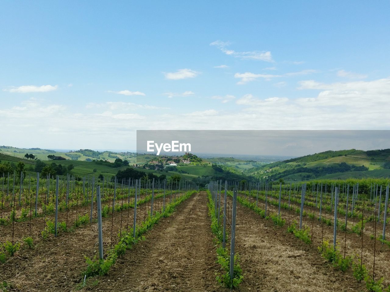 Vineyard overlooking landscape against sky