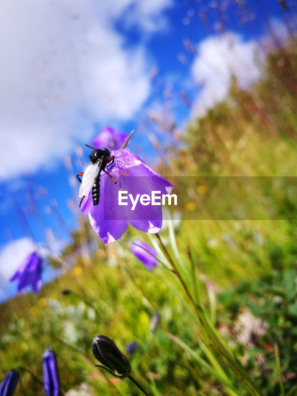 Close-up of insect on purple flower