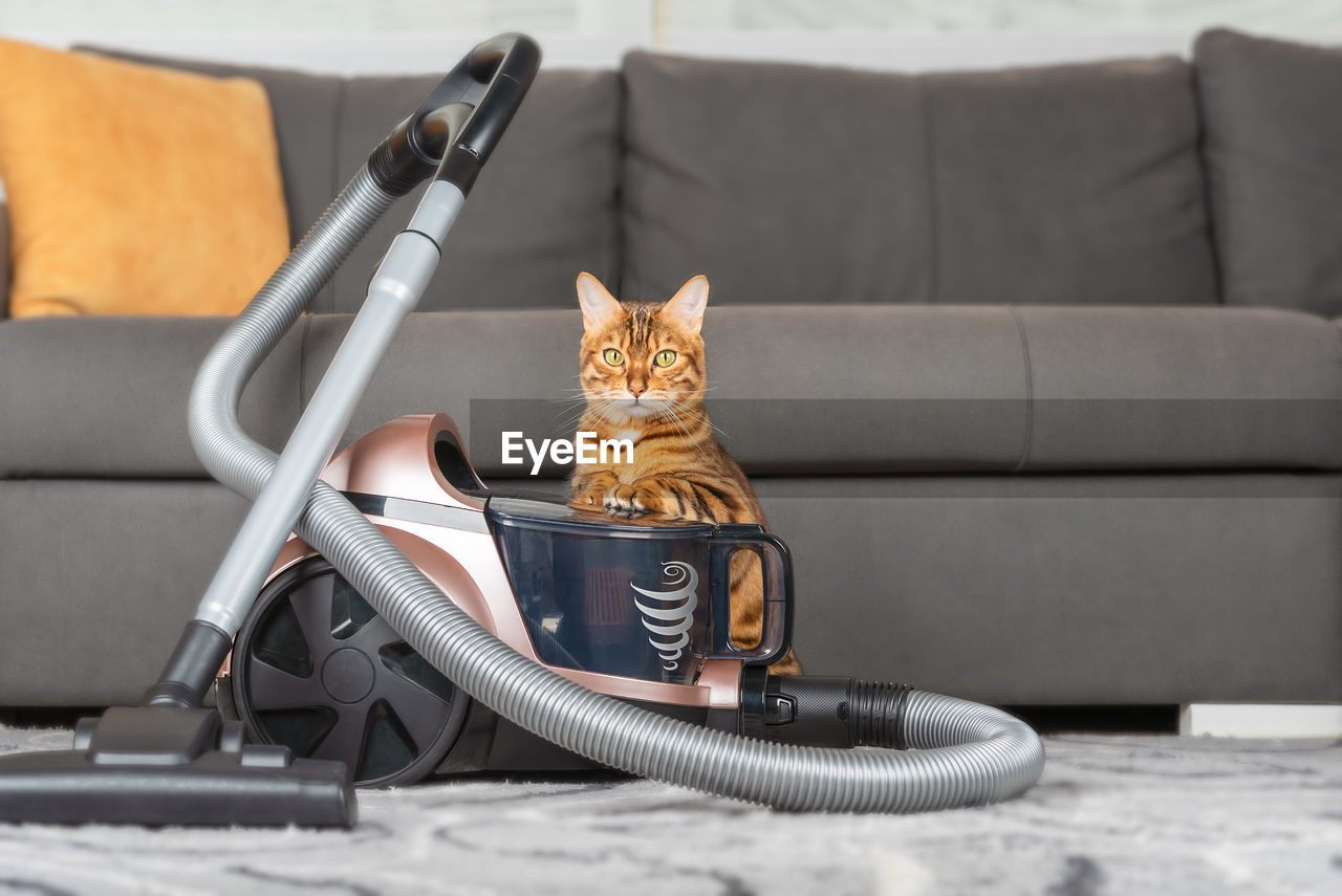 A modern vacuum cleaner on the carpet in the living room, next to a ginger cat.